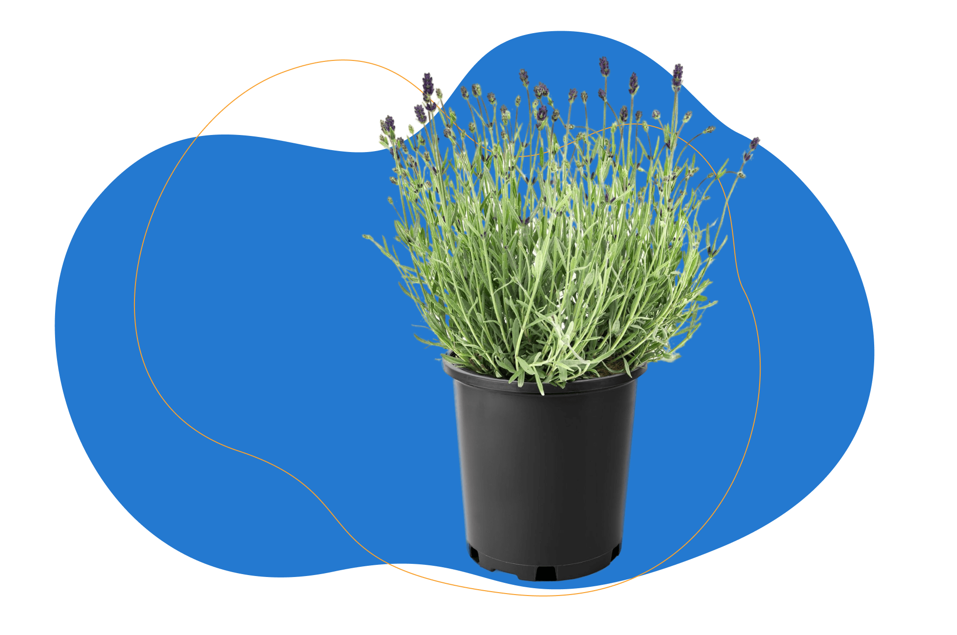 lavanda